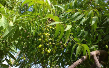 Neem tree in bloom