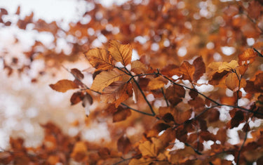Close up of autumn leaves turning brown on a tree