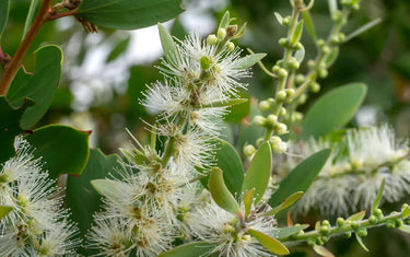 Flowering Niaouli on a green background.