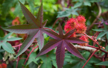 Castor plant with its large leaves as a focus