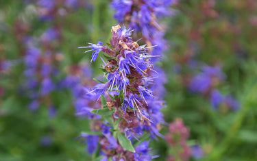Hyssop with a purple flower.