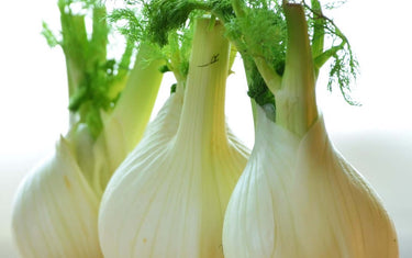 Three fennel plants lined up. 