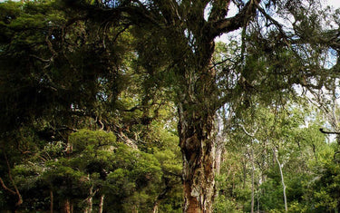 Cajeput tree near a body of water.