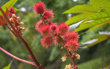 Castor Bean Plant