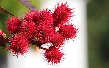 Reed castor oil plant. 