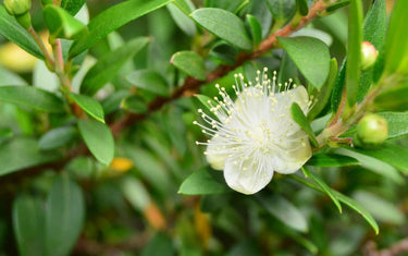 PIcture of Myrtle flowering.