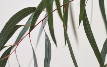 Eucalyptus branch with leaves.