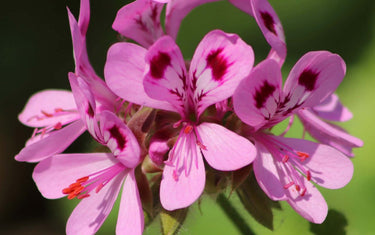 Zoomed in picture of pink Rose Geranium flowers. 
