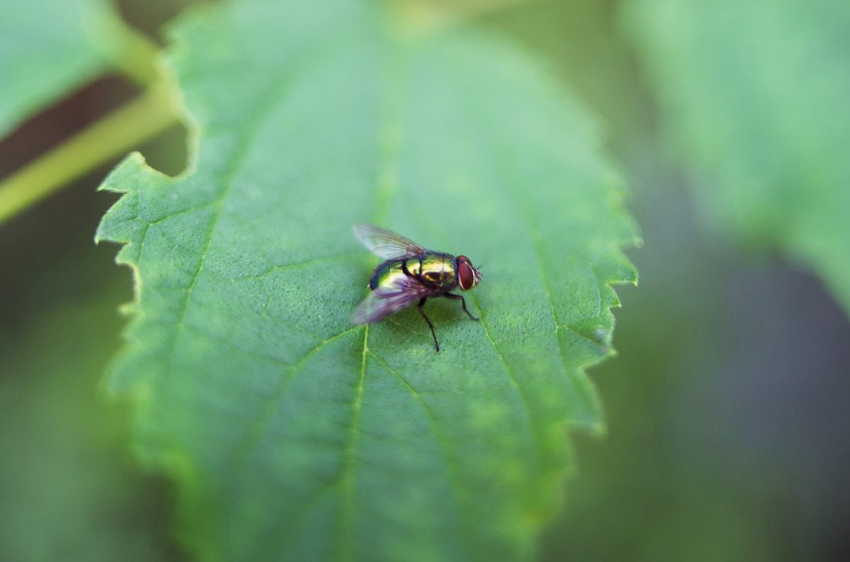Benefits of Peppermint Oil for Flies | Nikura