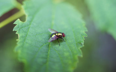 Fly sat on a leaf