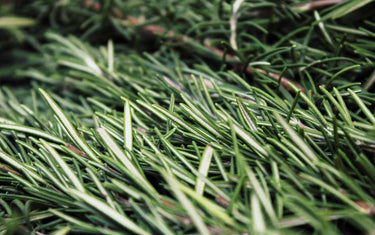 Overlapping sprigs of rosemary