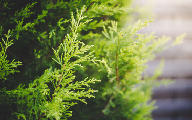 Vibrant cypress plant with bright green leaves