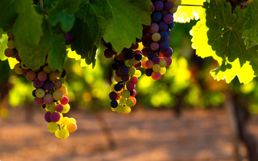 A few bunches of grapes on their vines with the sun shining from behind the plant