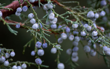 Benefits and Uses of Juniper Berry Oil