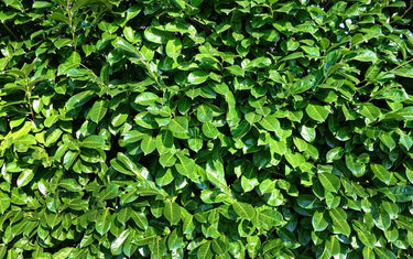 Ravensara plant leaves