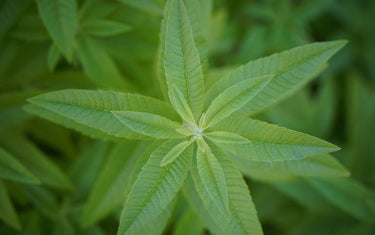 Lemon verbana plant taking from a birds-eye view