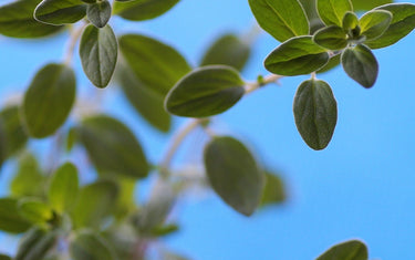 Picture of marjoram on a blue sky background. 