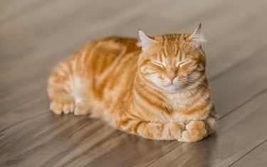 Ginger cat with its eyes closed and sat on a wooden floor
