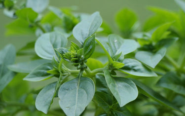 Zoomed in picture of the oregano plant. 