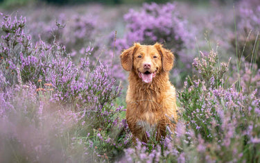 Ginger dog in a lavender field 