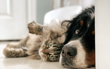 Cat and dog lying down together. 