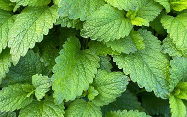 Mint leaves