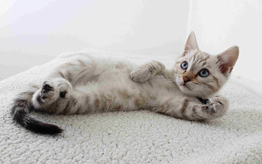 Grey cat lying on white fluffy pillow.