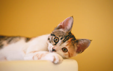 Cat with a yellow background