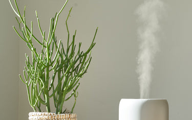 Humidifier next to a plant