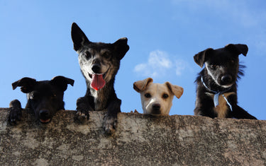 Four dogs peering over a wall