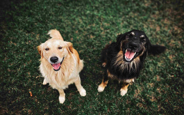 Two dogs looking up on the grass. 