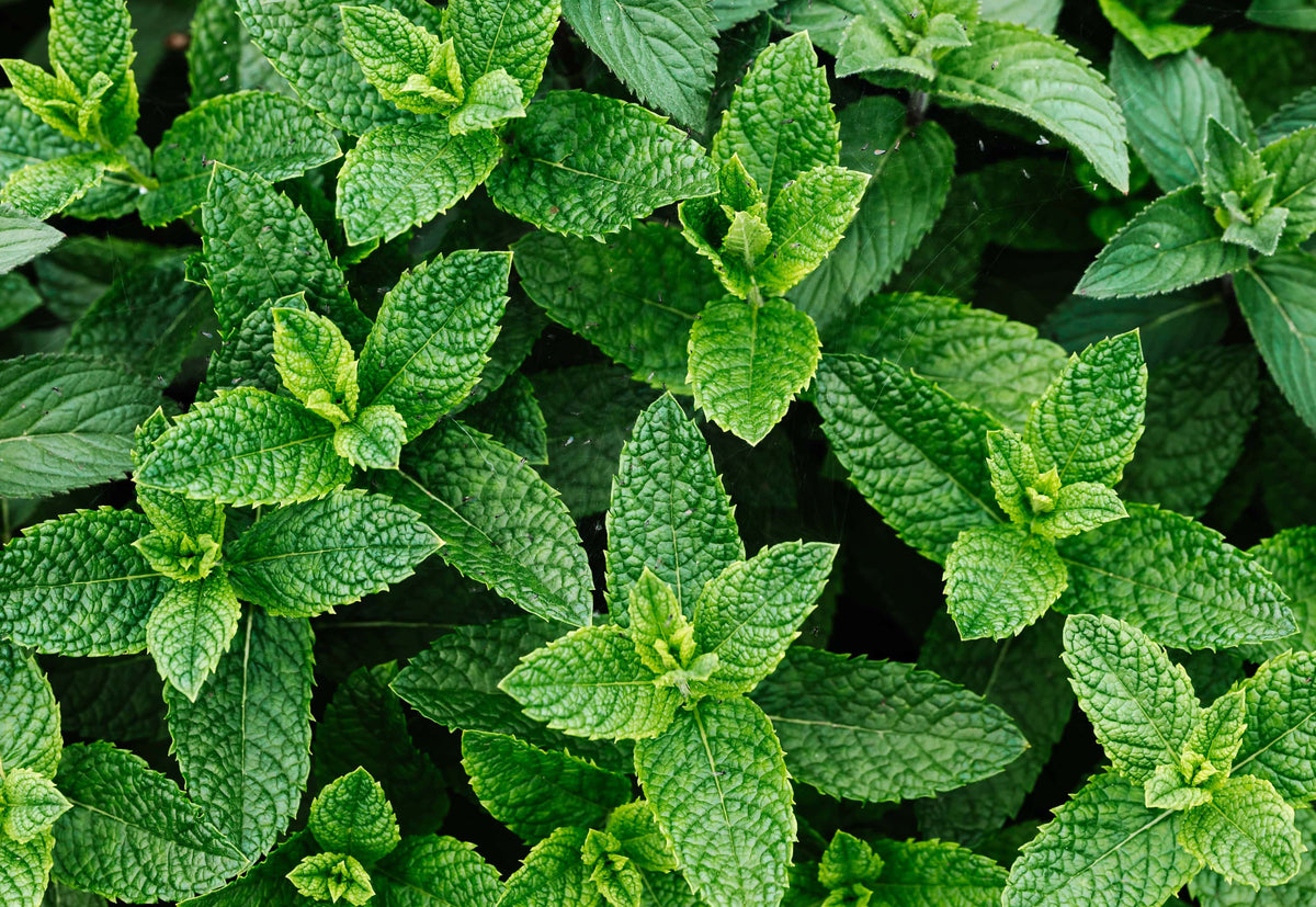 Does Peppermint Oil Repel Mice? How to Use It | Nikura