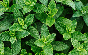 Mint plants