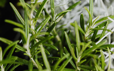 Close up of rosemary herb