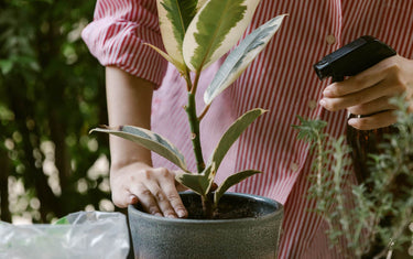 Someone spraying onto a plant leaf