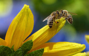 Lemongrass Oil for Beekeeping