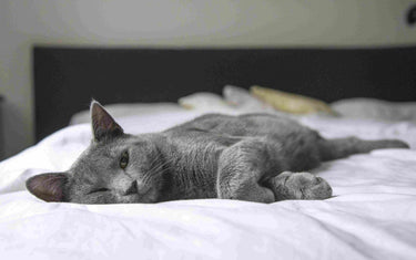 Grey cat lying down on a bed.
