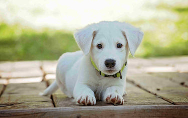 Puppy lying down in a garden. 