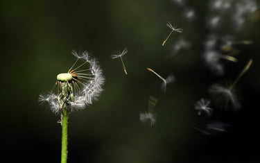 Dandelion in the breeze