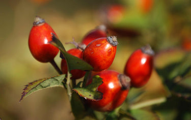 Rosehip fruits on a bush. 