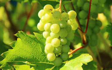 A bunch of grapes on a vine.