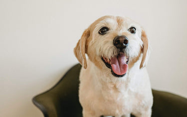 Happy white dog sitting on a green chair