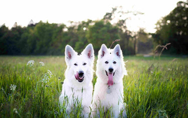 Two white dogs in a field. 