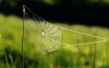 Spider web with condensation in a green field