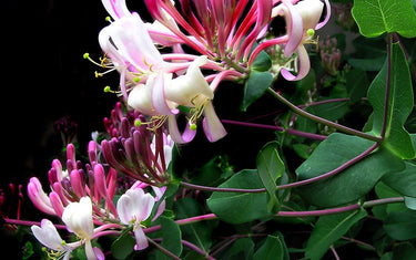 Close up of honeysuckle flowers