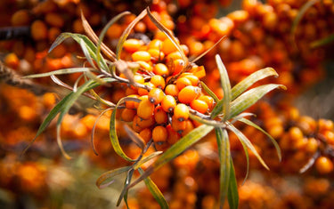 Sea buckthorn berries on their shrub. 