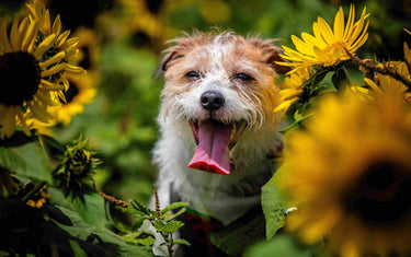 Dog in a sunflower field. 
