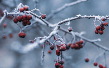 Red berries on a branch covered in snow