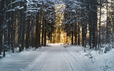 Winter path in a forest