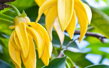 Close up of two vibrant yellow ylang ylang flowers on their branch
